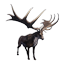 Taxidermied Elk King