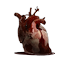 Human Heart