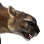 Mountain Lion