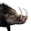 Boar