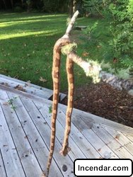 89-year-old Florida woman battles and kills 6-foot snake after it eats visiting birds